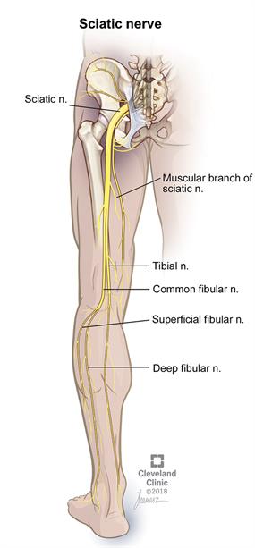 sciatic nerve branches